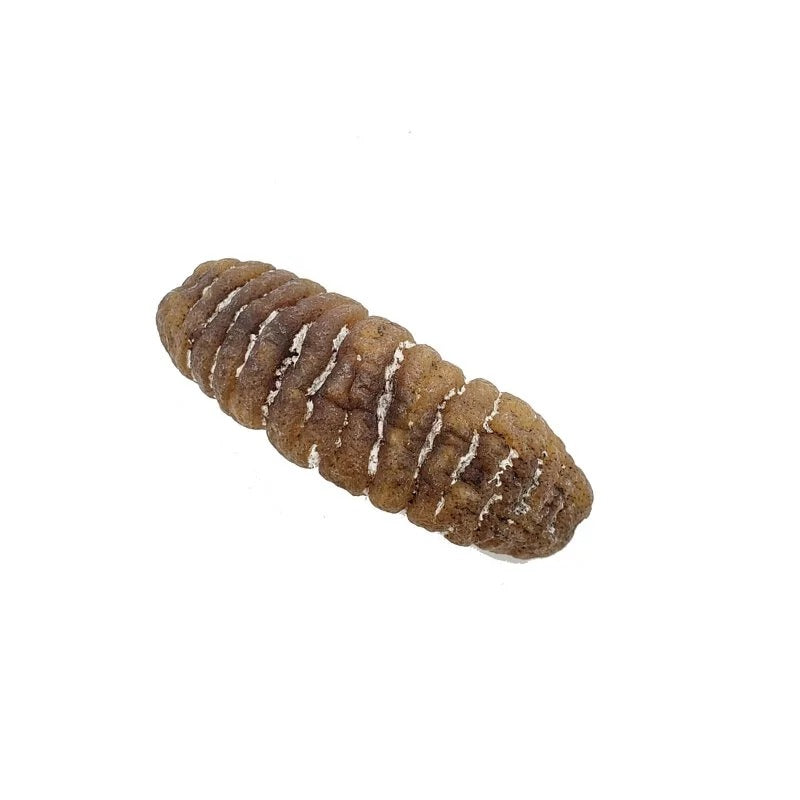 安記 15-18支/斤 澳洲清水大禿參皇 300G