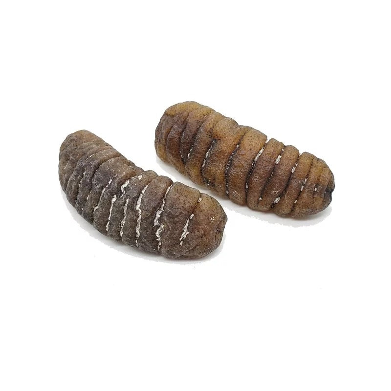 安記 15-18支/斤 澳洲清水大禿參皇 300G