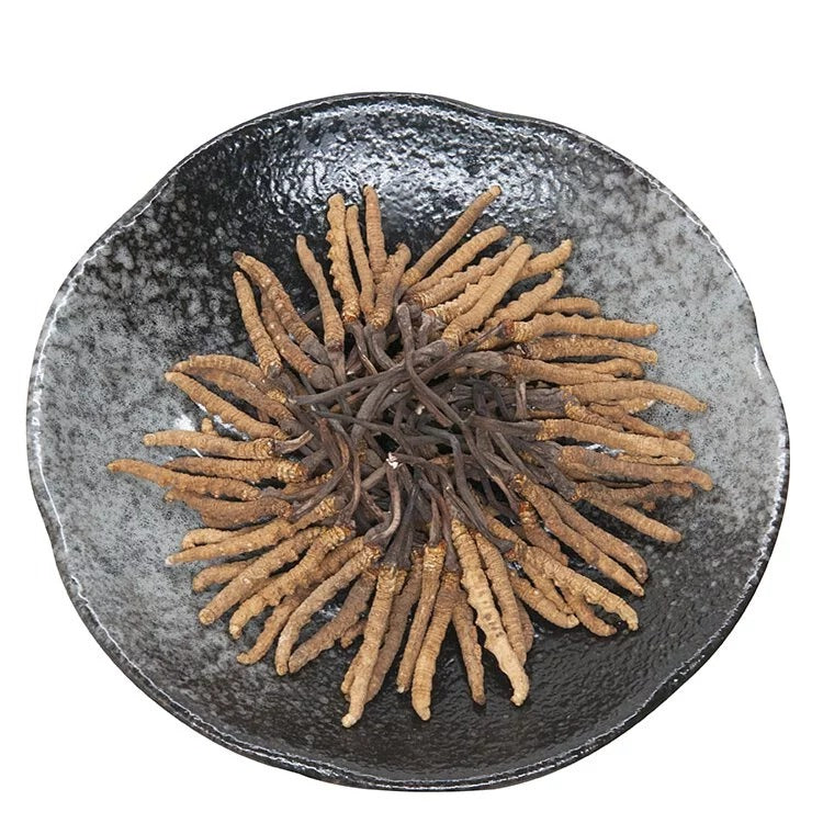 安記 西藏野生冬蟲草 (205-230條/兩) 37.5G
