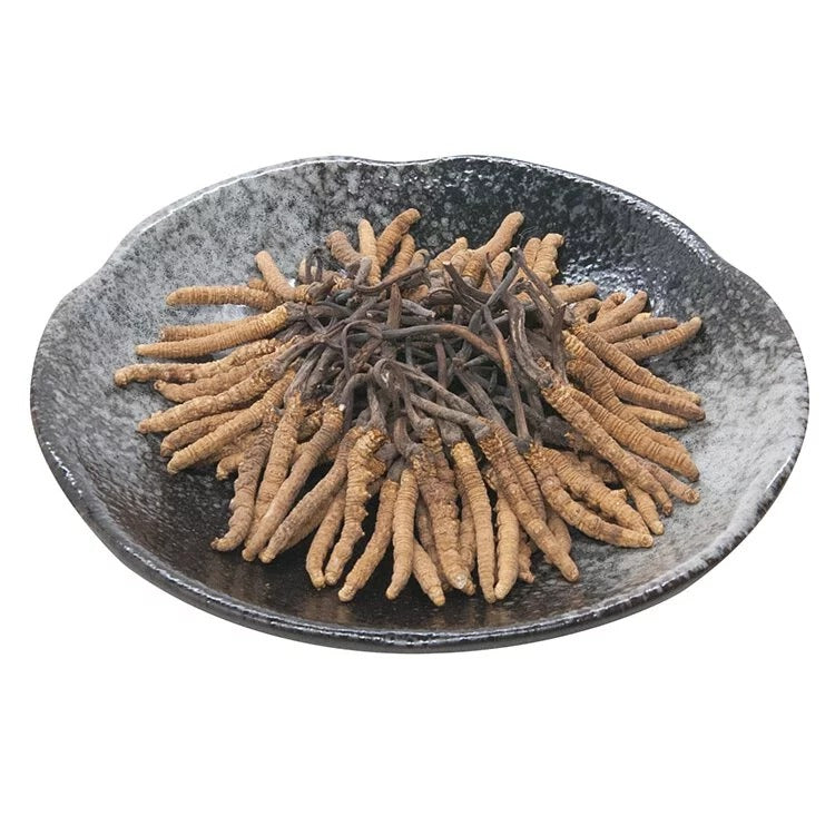 安記 西藏野山精選冬蟲草 (175-200條/兩) 37.5G