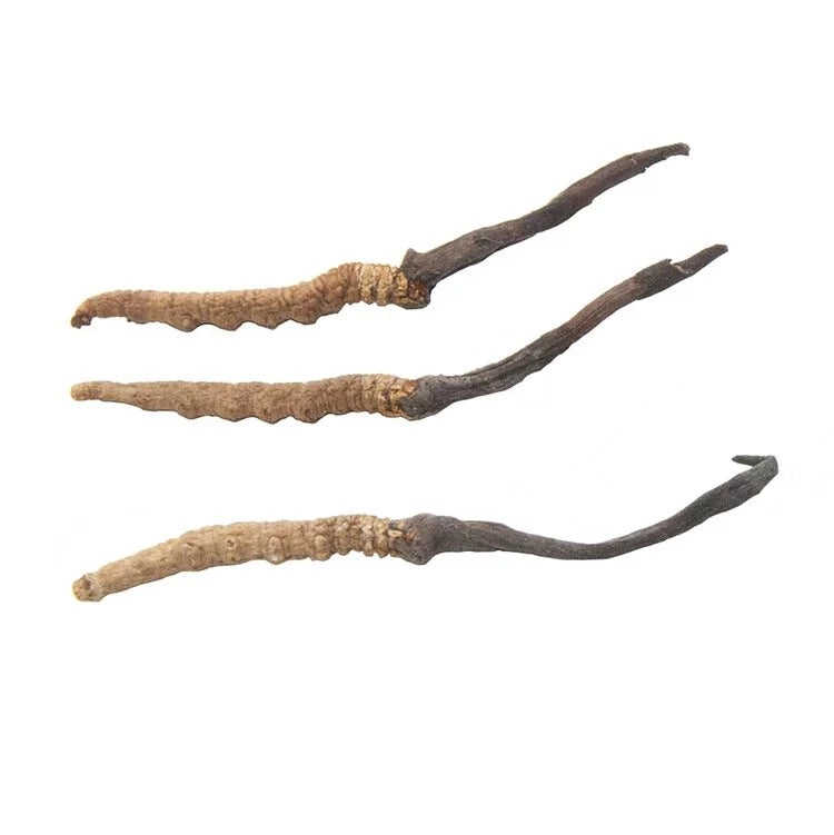 安記 西藏野山精選冬蟲草 (175-200條/兩) 37.5G