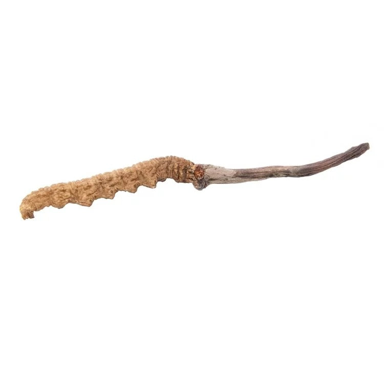 安記 西藏野生貢品冬蟲草 (110-120條/兩) 37.5G
