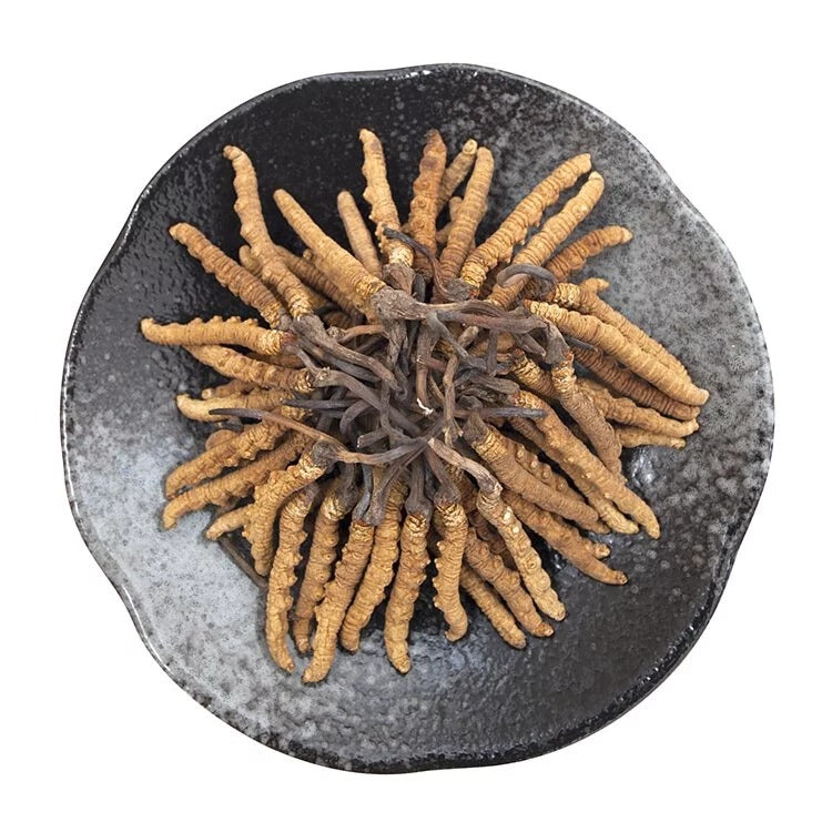 安記 西藏野生貢品冬蟲草皇 (85-95條/兩) 37.5G