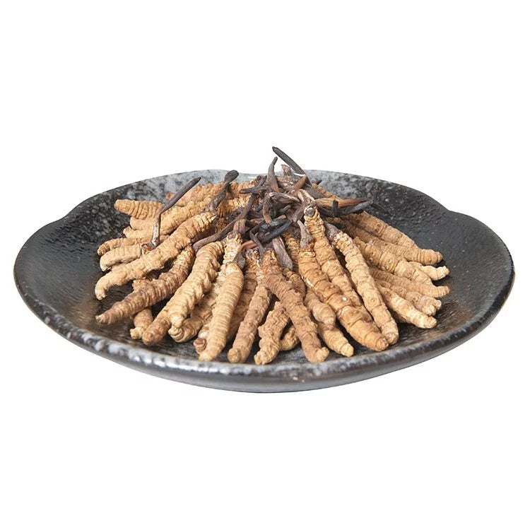 安記 西藏高山野生冬蟲草 (65-75條/兩) 37.5G