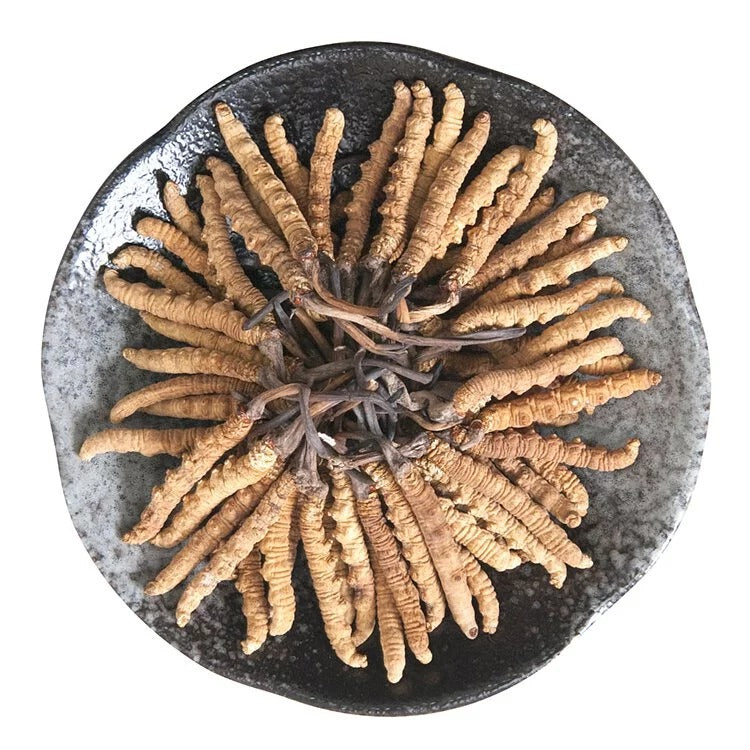 安記 西藏高山野生冬蟲草 (65-75條/兩) 37.5G
